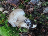 Hygrophorus camarophyllus image