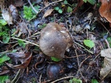 Hygrophorus camarophyllus image