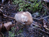 Hygrophorus camarophyllus image