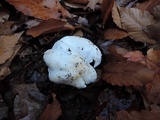 Tricholoma subresplendens image