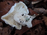 Tricholoma subresplendens image
