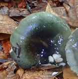 Russula aeruginea image