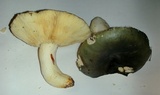 Russula aeruginea image