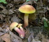 Boletus pallidoroseus image