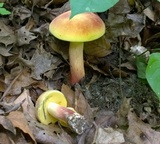 Boletus pallidoroseus image
