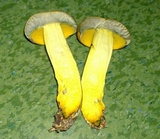 Boletus pallidoroseus image