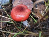 Russula cremoricolor image
