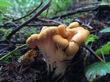 Cantharellus formosus image