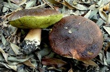 Boletus regineus image