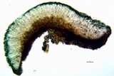 Lecidella asema image