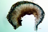 Lecidella asema image