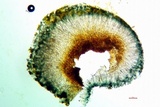 Lecidella asema image