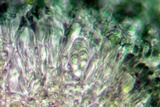 Lecidella asema image