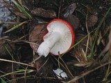 Russula cremoricolor image