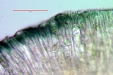 Lecidella asema image