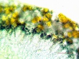 Lecidella asema image