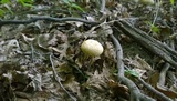 Caloboletus inedulis image