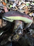 Boletus regineus image