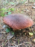 Boletus regineus image