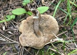 Leccinellum quercophilum image