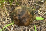 Leccinellum quercophilum image