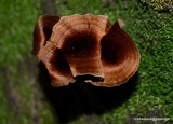 Coltricia cinnamomea image