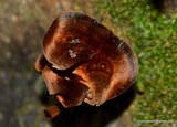 Coltricia cinnamomea image