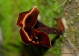 Coltricia cinnamomea image