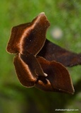 Coltricia cinnamomea image