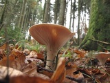 Infundibulicybe geotropa image
