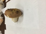 Russula variata image