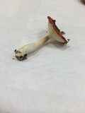 Russula bicolor image