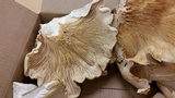 Pleurotus dryinus image