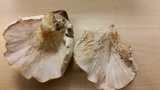 Pleurotus dryinus image