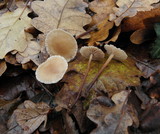 Mycetinis scorodonius image