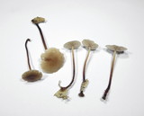 Mycetinis scorodonius image