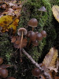 Mycena inclinata image