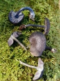 Entoloma occidentale image