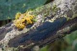 Ophiostoma epigloeum image