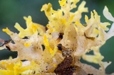 Ophiostoma epigloeum image