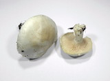Clitopilus prunulus image