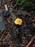 Amanita amerimuscaria image