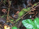 Gymnopus villosipes image