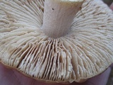 Cortinarius caperatus image