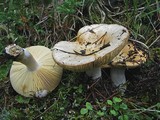 Russula decolorans image