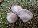 Hygrocybe lacmus image