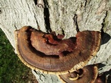 Ganoderma sessile image