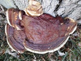 Ganoderma sessile image