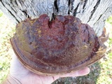 Ganoderma sessile image