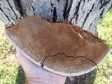 Ganoderma sessile image